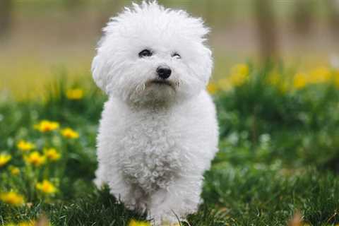 Mary and Snowball: A Little Dog Makes a Big Difference