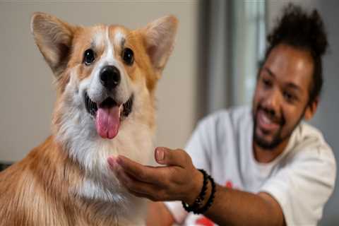The Essential Role of Vaccinations for Pets in Alexandria, Virginia