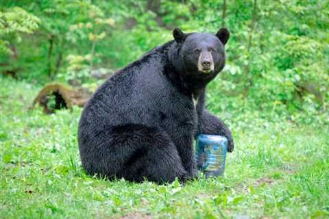 Do You Need a Bear Canister for Backpacking?