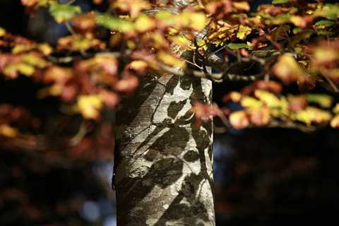Green Living Tips for Fall