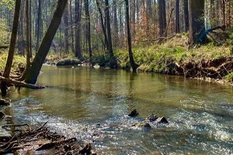 Exploring the Benefits of Green Spaces and Nature Preserves in Durham, NC