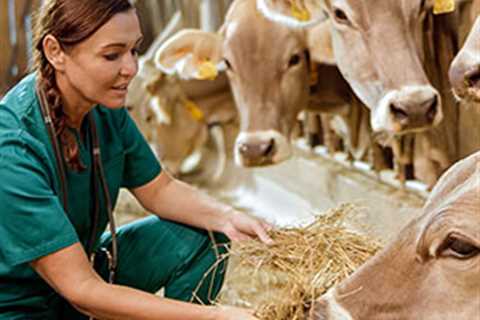 Here’s a proven way to address rural veterinary shortages