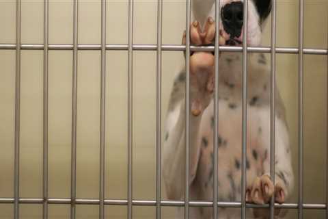 The Ultimate Guide to Staying Updated on the Animal Shelter in Castle Rock, CO