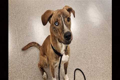 The Valuable Educational Programs and Resources Offered by the Animal Shelter in Castle Rock, CO