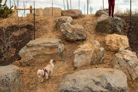 The Importance of Reporting Animal Abuse and Neglect to the Castle Rock, CO Animal Shelter
