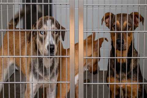 Affordable Animal Care Services in Long Beach, CA
