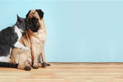 The Importance of a Separate Waiting Area for Cats and Dogs at the Animal Hospital in Augusta GA