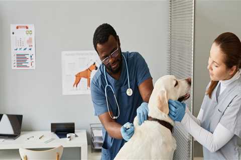 Expert Tips for Choosing the Right Veterinarian in Augusta, GA
