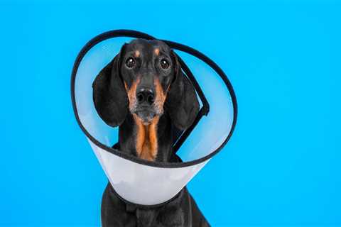 The Ultimate Guide to Picking Up Your Pet After Surgery at an Animal Hospital in Augusta, GA