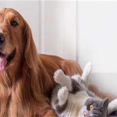 Emergency Preparedness for Pet Care Services in Alexandria, Virginia
