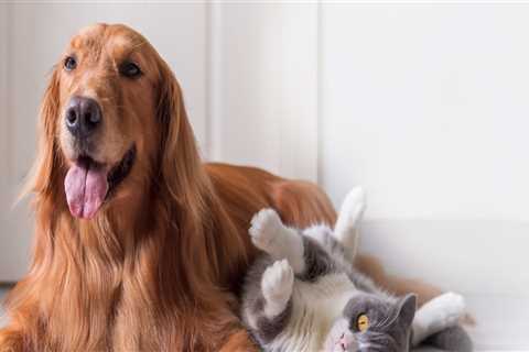 Emergency Preparedness for Pet Care Services in Alexandria, Virginia