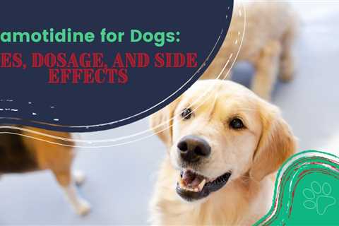 Famotidine for Dogs: Uses, Dosage, and Side Effects