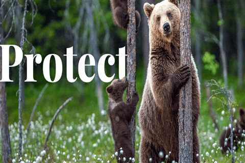 The Vital Role of Wildlife Preservation in Environmental Conservation in Monroe, LA