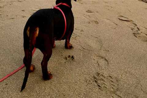 Exploring Pet-Friendly Establishments in Los Angeles County, CA