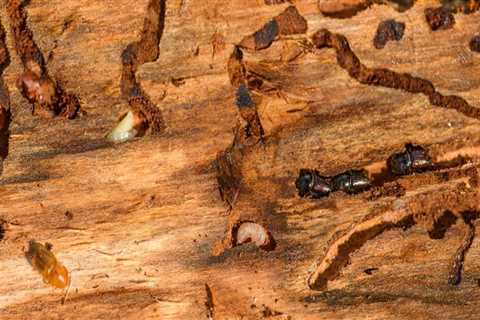 Termites Beware: Unveiling The Importance Of Commercial Building Maintenance In Anaheim, CA