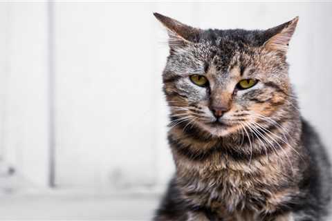Faithful Companions: Meet the World's Oldest Cats and Dogs Still Alive Today
