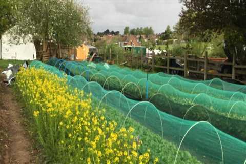 Urban Farming in London: Challenges and Opportunities