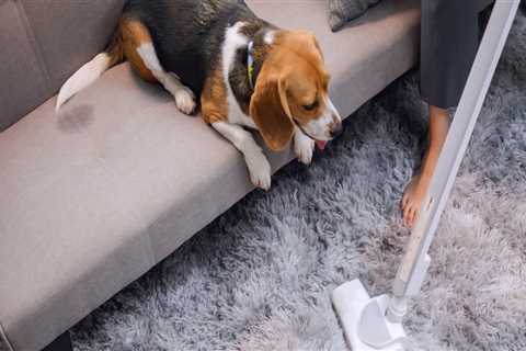 Special Considerations for Pet Owners When Hiring a Carpet Cleaning Service