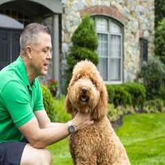 The Essential Role of Flea and Tick Prevention in Pet Care Services in Alexandria, Virginia