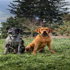 What To Know About Invisible Fencing for Dogs