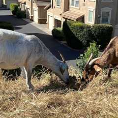 Use of goats to reduce wildfire risk runs into Calif. OT law