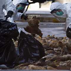 Another Human Bird Flu Case Reported In Chile As World Battles Avian Influenza Outbreak