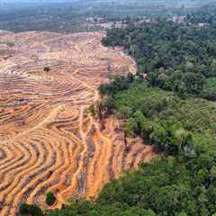 New investigation casts doubt on a Singapore-listed palm oil giant’s green claims