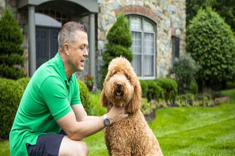 The Essential Role of Flea and Tick Prevention in Pet Care Services in Alexandria, Virginia