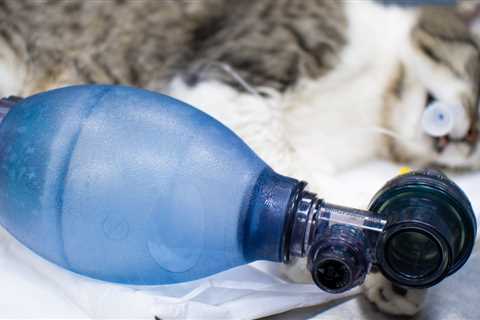 CSRs in CPR: Involving the Whole Veterinary Care Team | VETgirl Veterinary Continuing Education Blog
