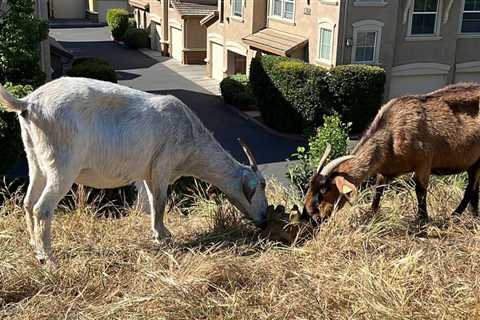 Use of goats to reduce wildfire risk runs into Calif. OT law