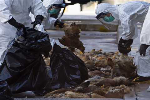 Another Human Bird Flu Case Reported In Chile As World Battles Avian Influenza Outbreak