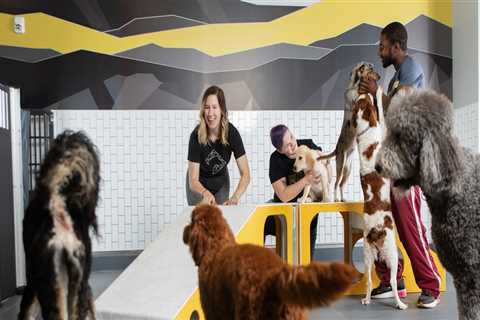 The Best Pet Care Services in Alexandria, Virginia