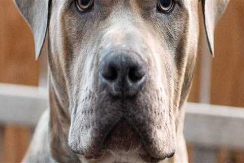 Maximizing Savings on Pet Care Services in Alexandria, Virginia