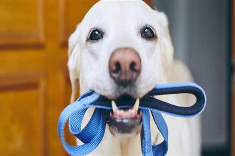 The Benefits of Updates and Photos for Pet Care Services in Alexandria, Virginia