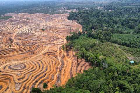 New investigation casts doubt on a Singapore-listed palm oil giant’s green claims