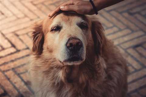 Friday Footnotes: PwC Slashes Partner Class; Accounting Firm Rescues Dog; Do We Still Need CPAs? |..
