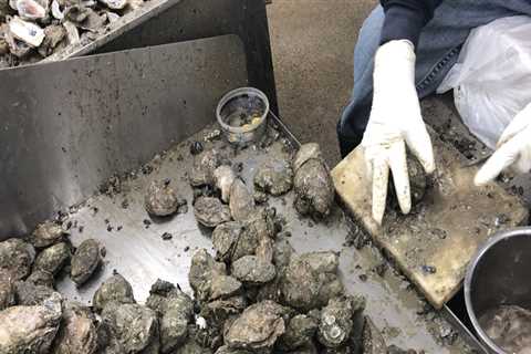 The Impact of Weather on the Oyster Industry in Fairhope, Alabama: A Comprehensive Analysis