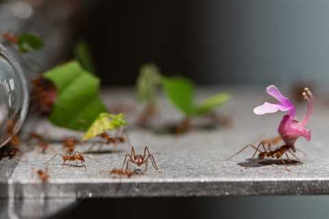 The Year the Leaf-Cutter Ants Took Manhattan