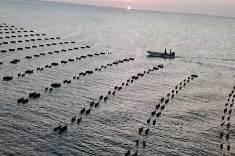 The Impact of Climate Change and Sea Level Rise on the Oyster Industry in Fairhope, Alabama