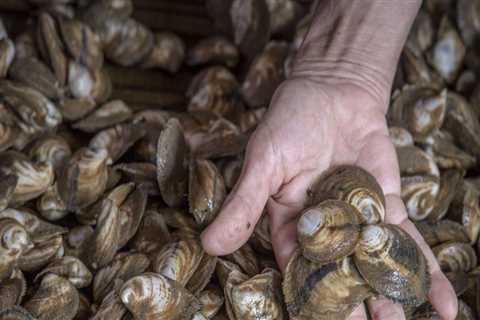 Understanding Oyster Industry Regulations in Fairhope, Alabama