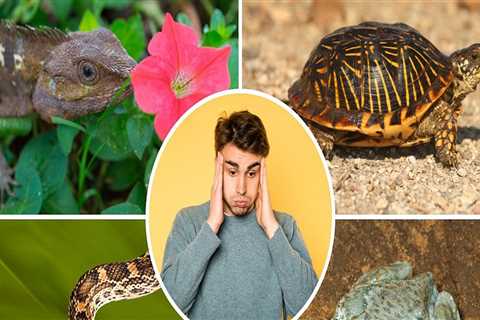 Animal Ownership and Care Laws in Central Colorado: An Expert's Guide