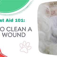 Pet First Aid 101: How To Clean A Dog Wound
