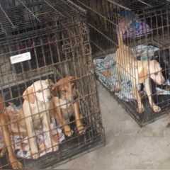 Police find 30 dead dogs inside Ohio animal shelter