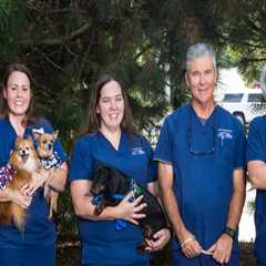 The Growing Popularity of Alternative and Holistic Treatments for Animals in Fayetteville, Arkansas