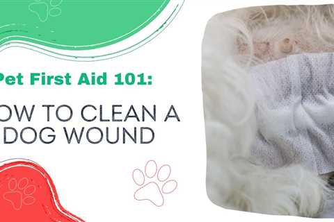 Pet First Aid 101: How To Clean A Dog Wound