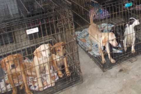 Police find 30 dead dogs inside Ohio animal shelter