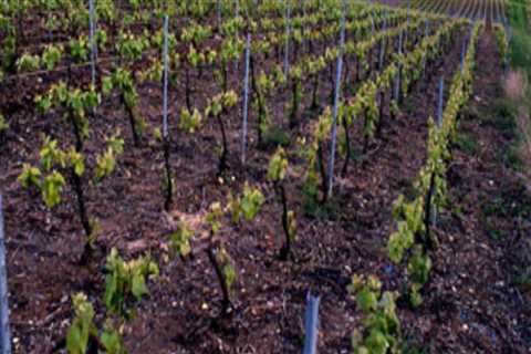 The Challenges Facing the Wine Industry in Aurora, OR