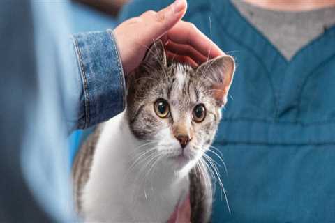 The Diverse Range of Animals Treated at Animal Hospitals in Fayetteville, Arkansas