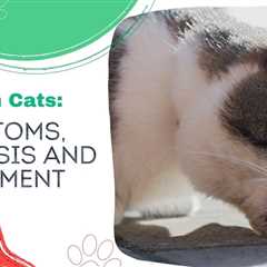 IBD in Cats: Symptoms, Diagnosis and Treatment