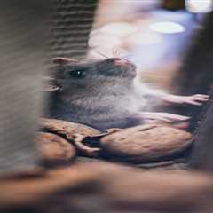 Pest Infestation In Your Home? Here’s How To Address It